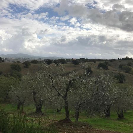 Podere Pini Magliano in Toscana Ngoại thất bức ảnh